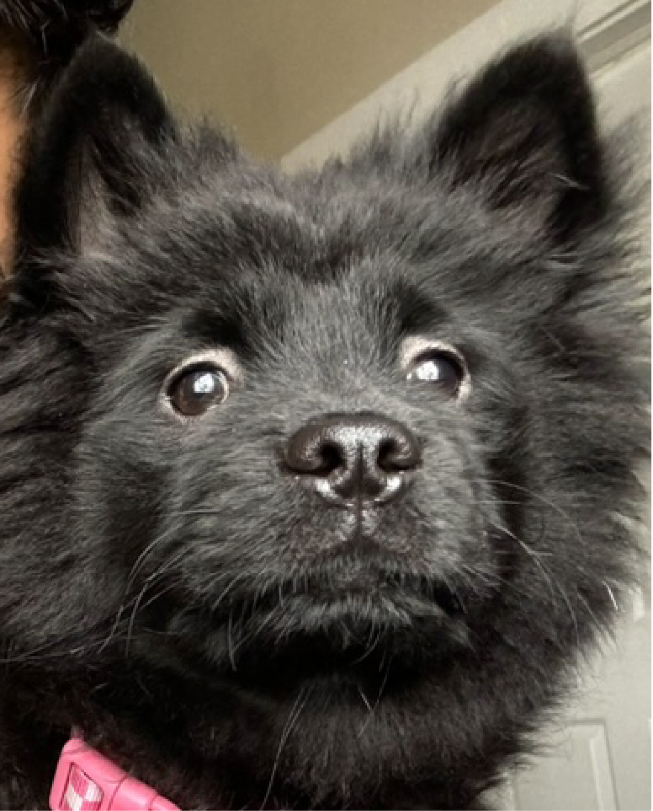 Close-up of Ansi